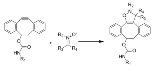 Cycloaddition between a nitrone and a cyclooctyne